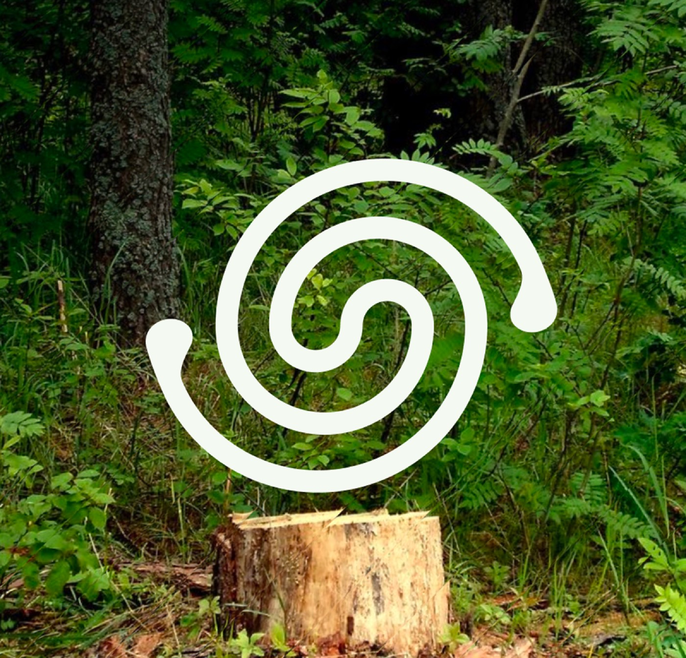 Sequoia-symbolet i skogen